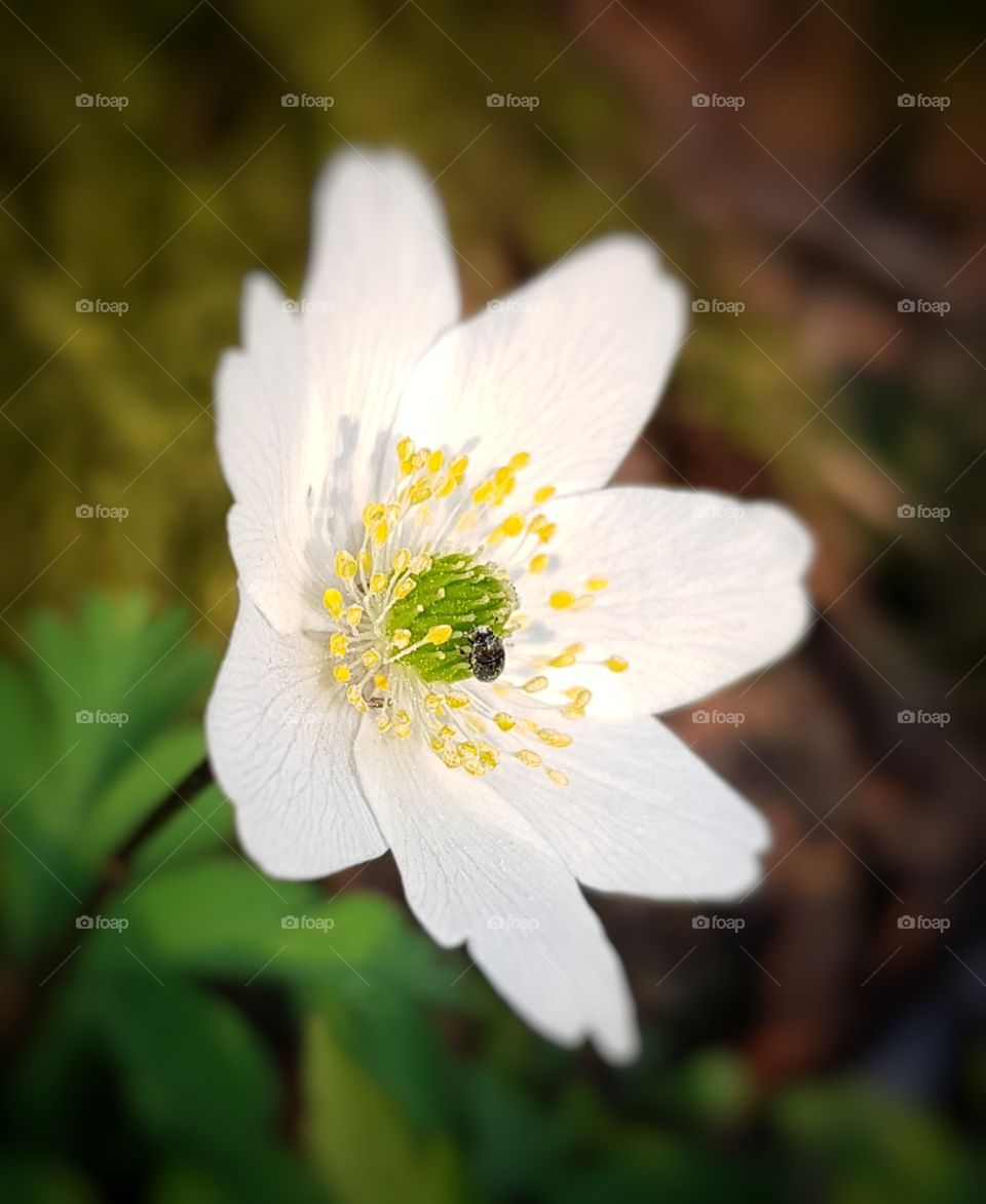 Anemone