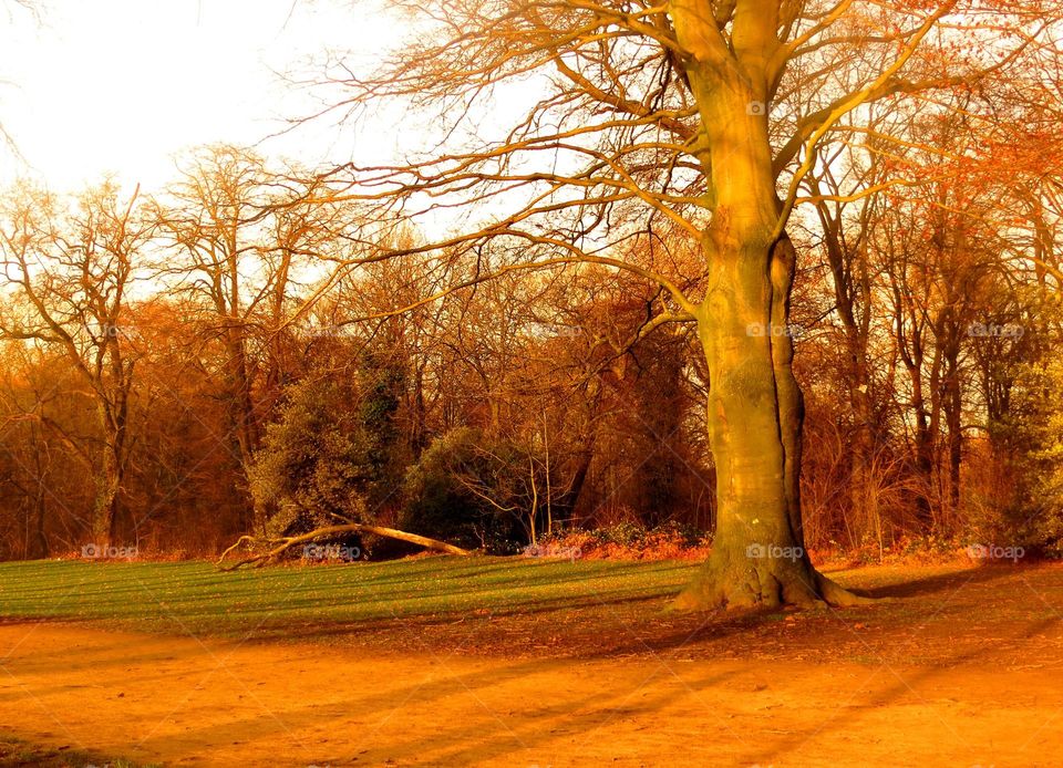 Empty  road through forest during autumn