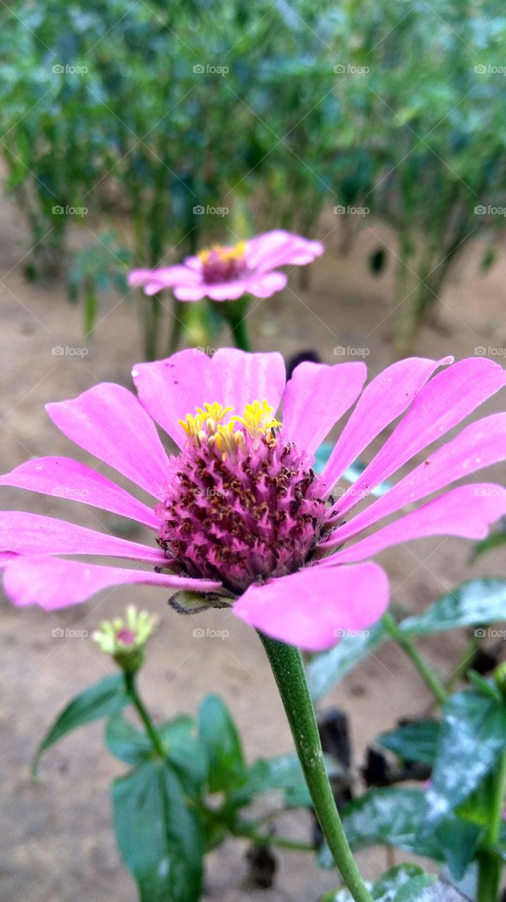 Colour Of Lovely Life