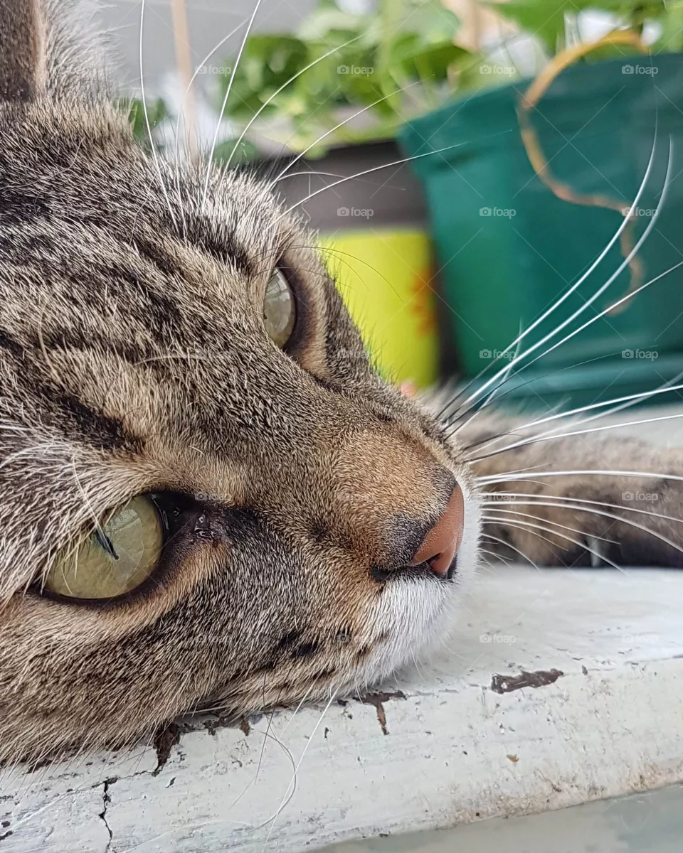 cat
