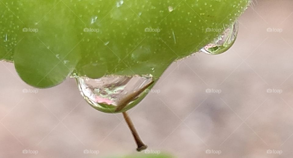 stunning closeup shot of Hanging water droplets on green 🍅
