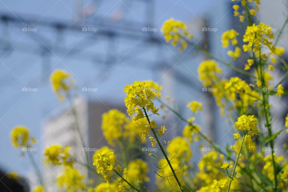 flowers in Japan