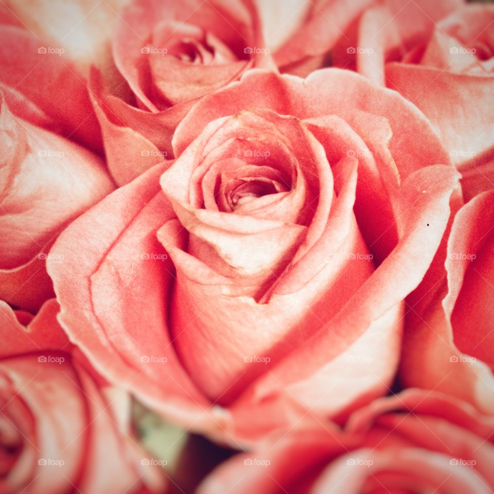 Rose, Love, Romance, Petal, Flower