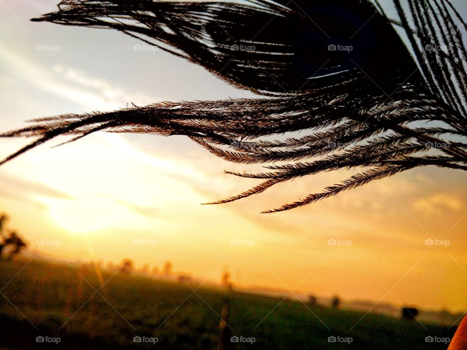 Peacock feather