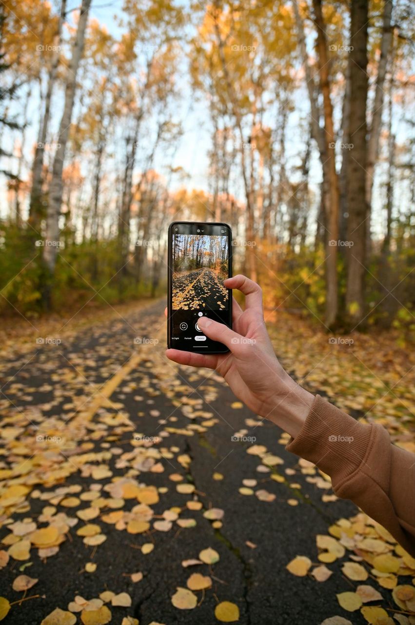 Taking pictures of the yellow leaves on the ground