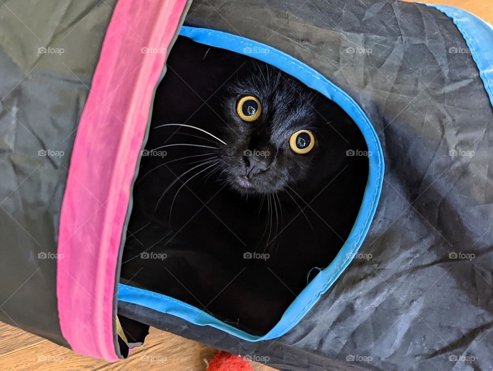 Bright yellow cat eyes in the dark with one white whisker.