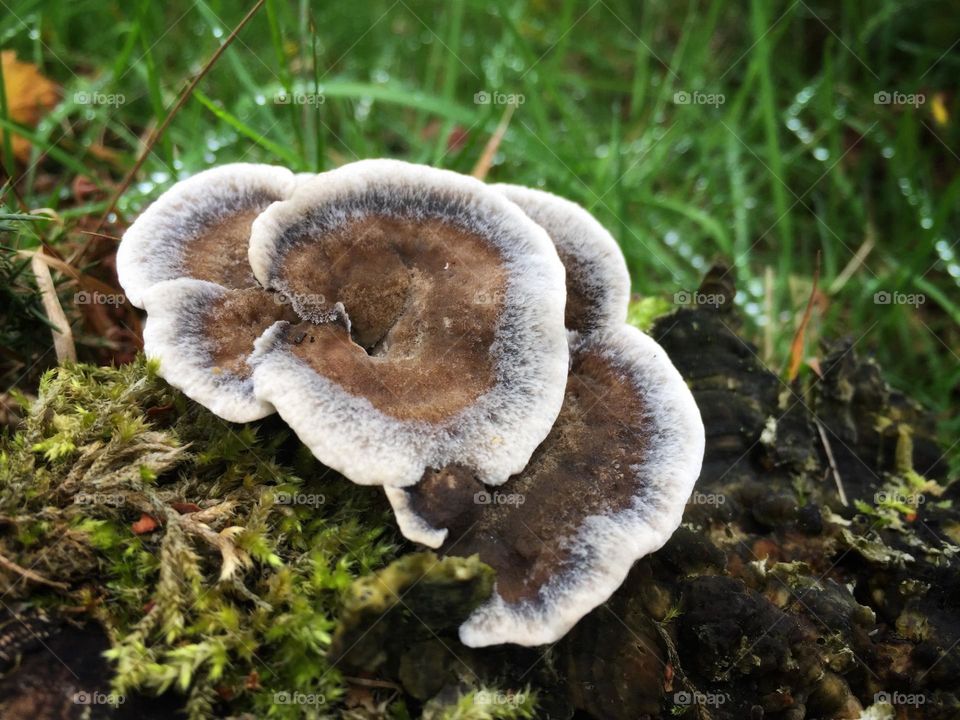 Pretty fungal mushrooms grow from rotting bark on the woodland floor.