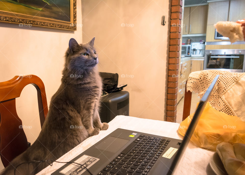 Cat sitting at the table 