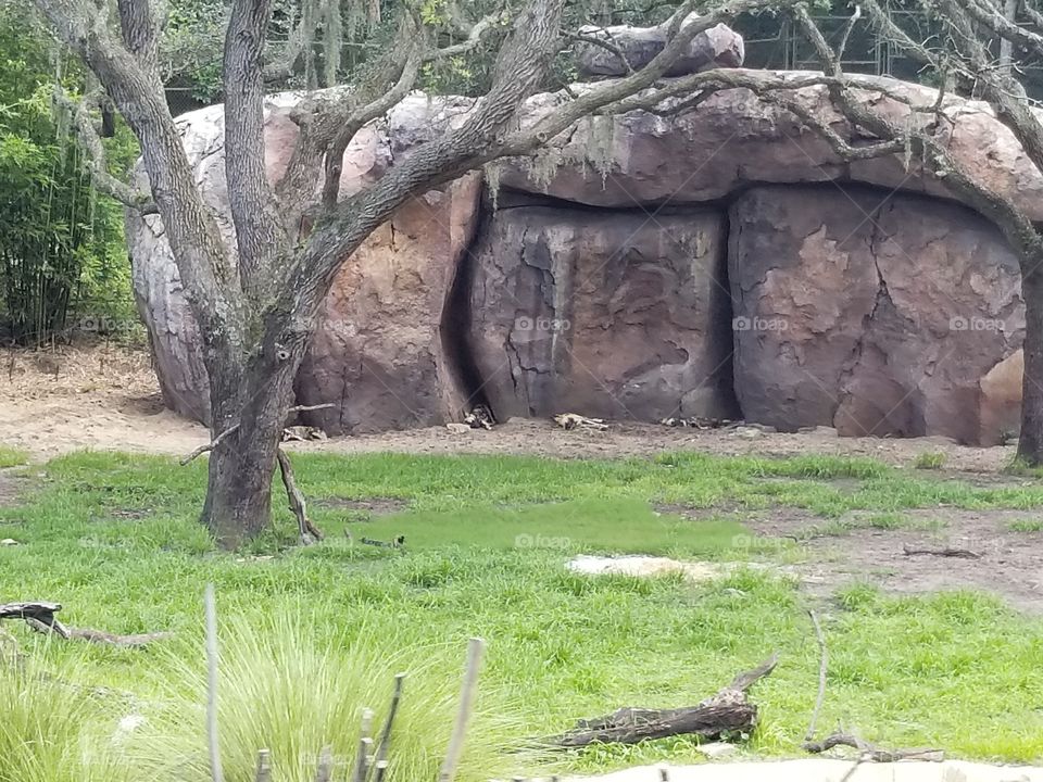 A beautiful landscape at Animal Kingdom at the Walt Disney World Resort in Orlando, Florida.