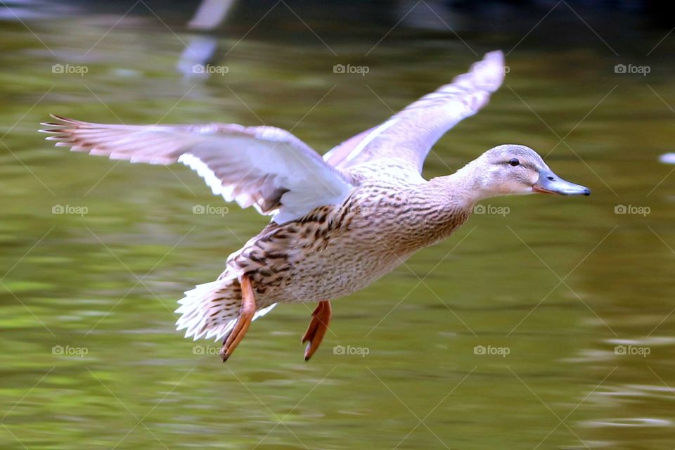 Duck in flight