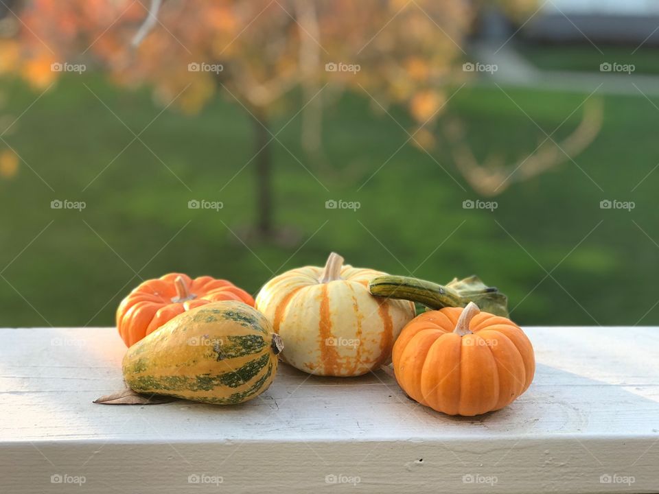 Pumpkins on the balcony colorful using portrait mode really stands out the color.Hd photo