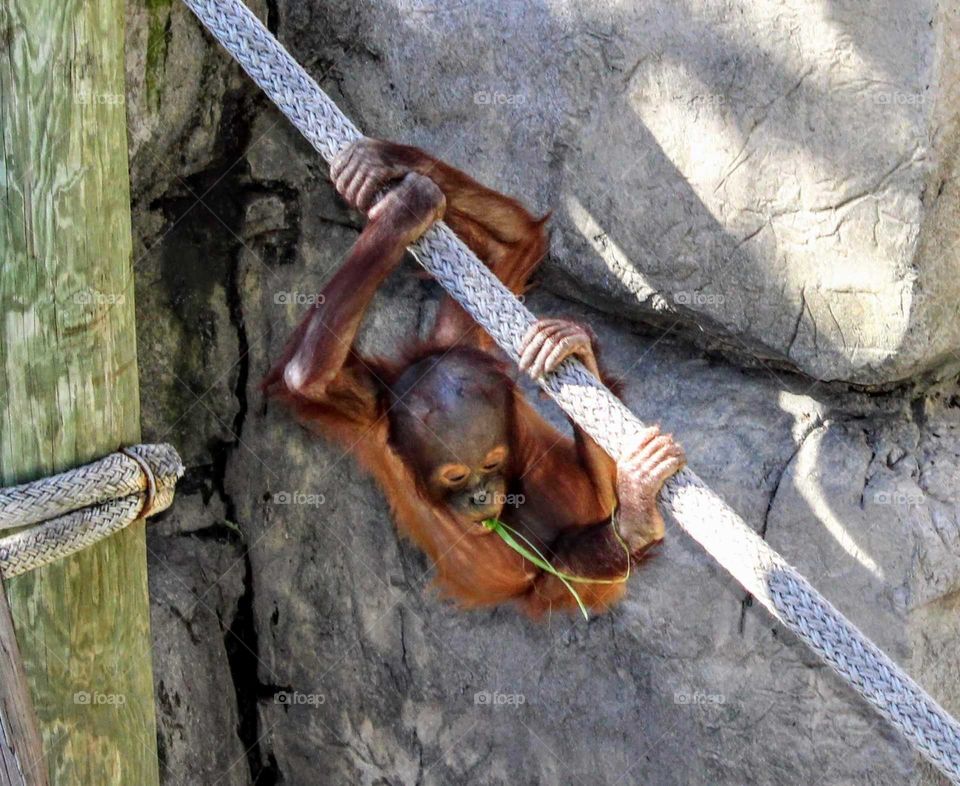 Baby Orangutan  Hanging from Rope