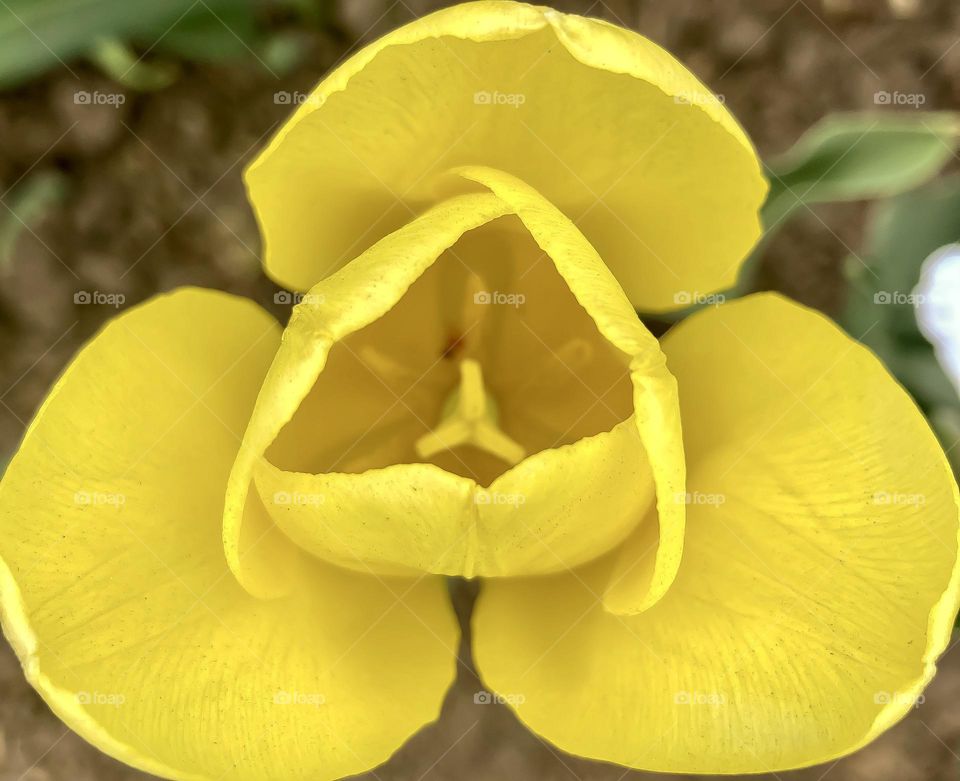 Top down look at a yellow tulip on full bloom.