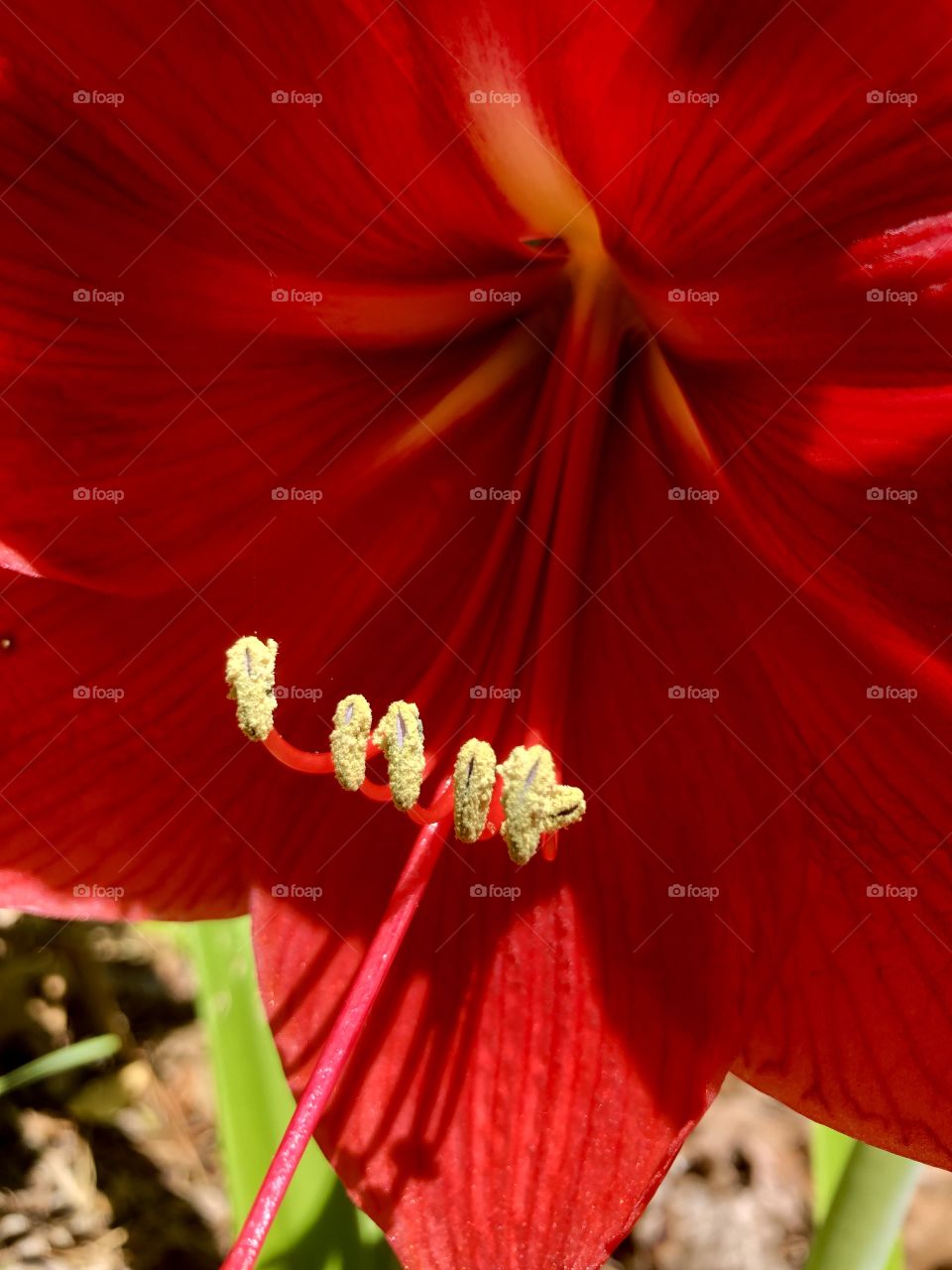 Closeup red amyrillis 