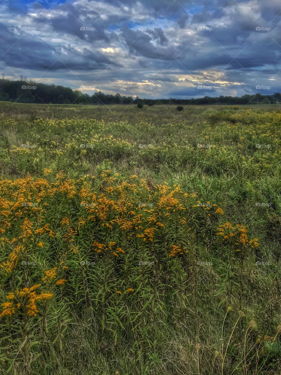 Endless wildflowers. . A massive field full of wildflowers under a beautiful sky. 