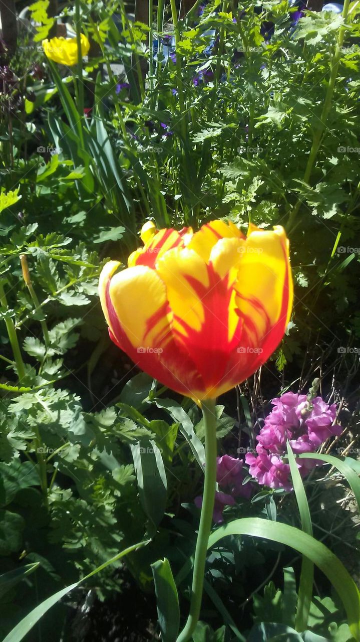 Fancy Tulip Yellow Red
