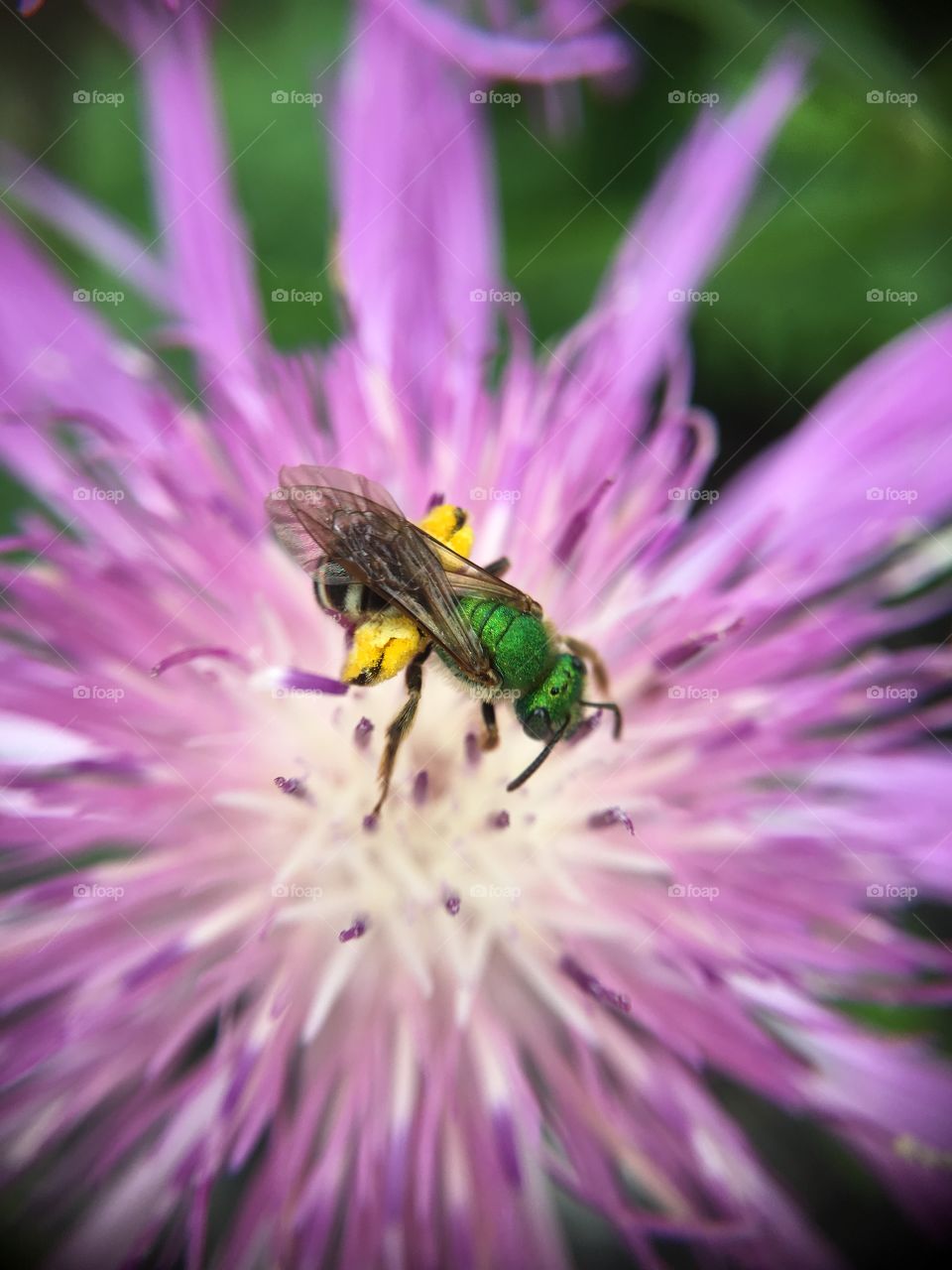 Green metallic bee