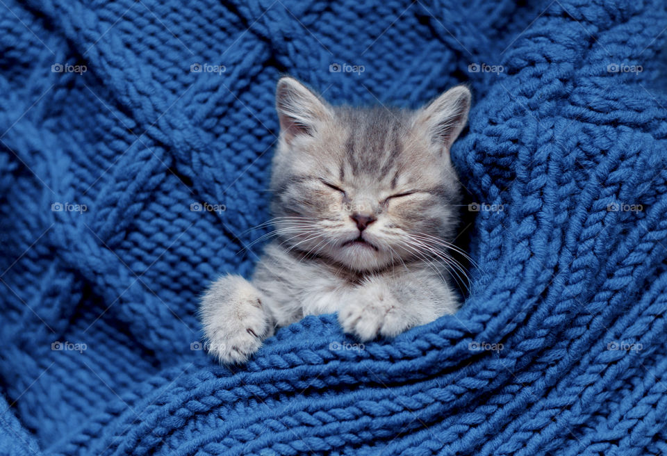 Cat sleeping 