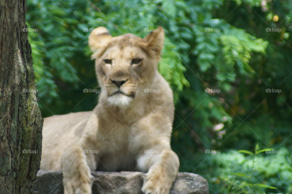 Lion cub Buffalo zoo
