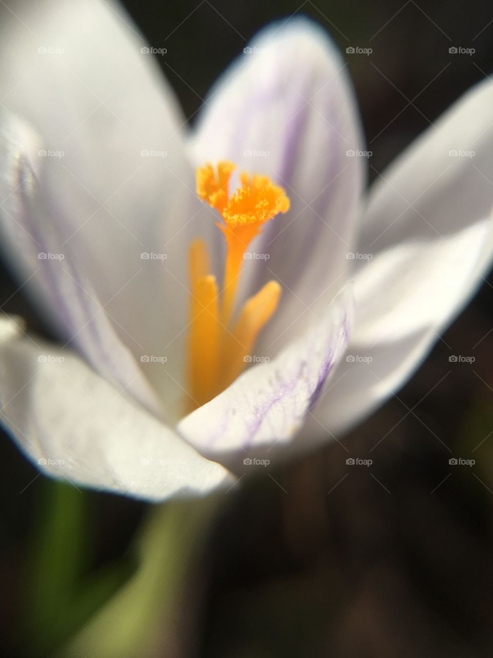 Crocus