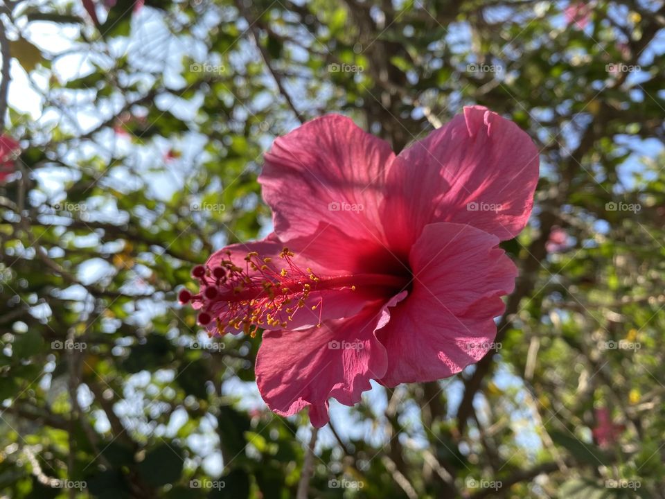 Pretty hibiscus flower 