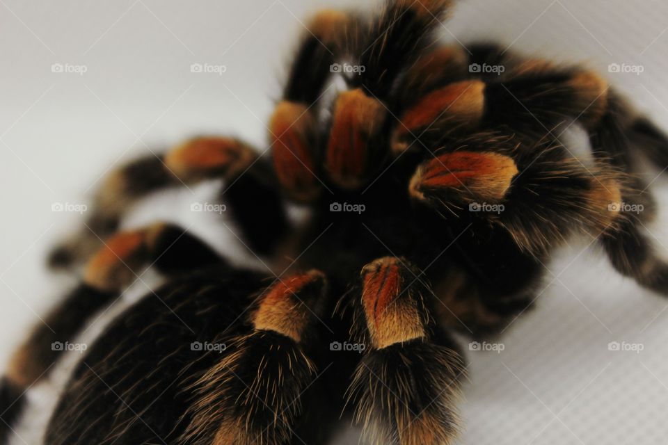 red and black spider on white Background