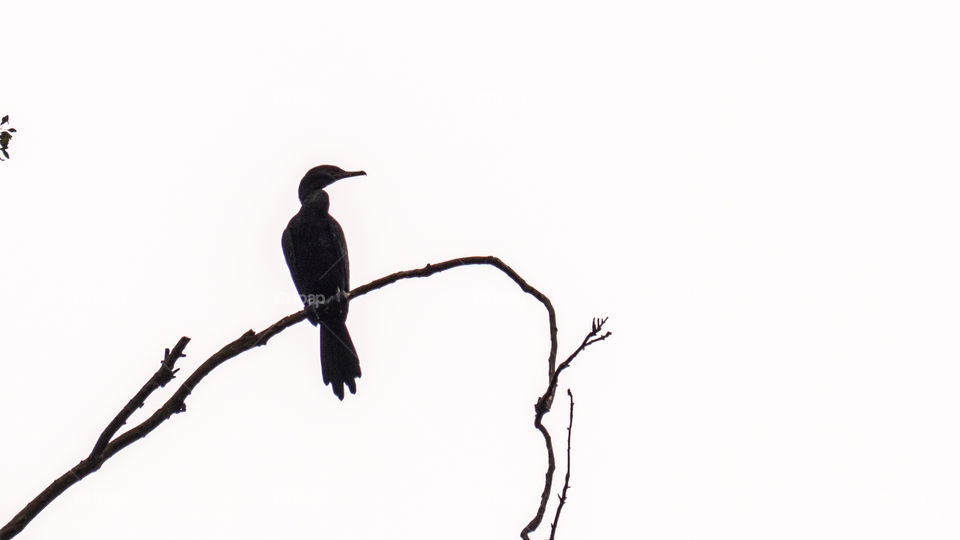 Silhouette of a seagull on a tree