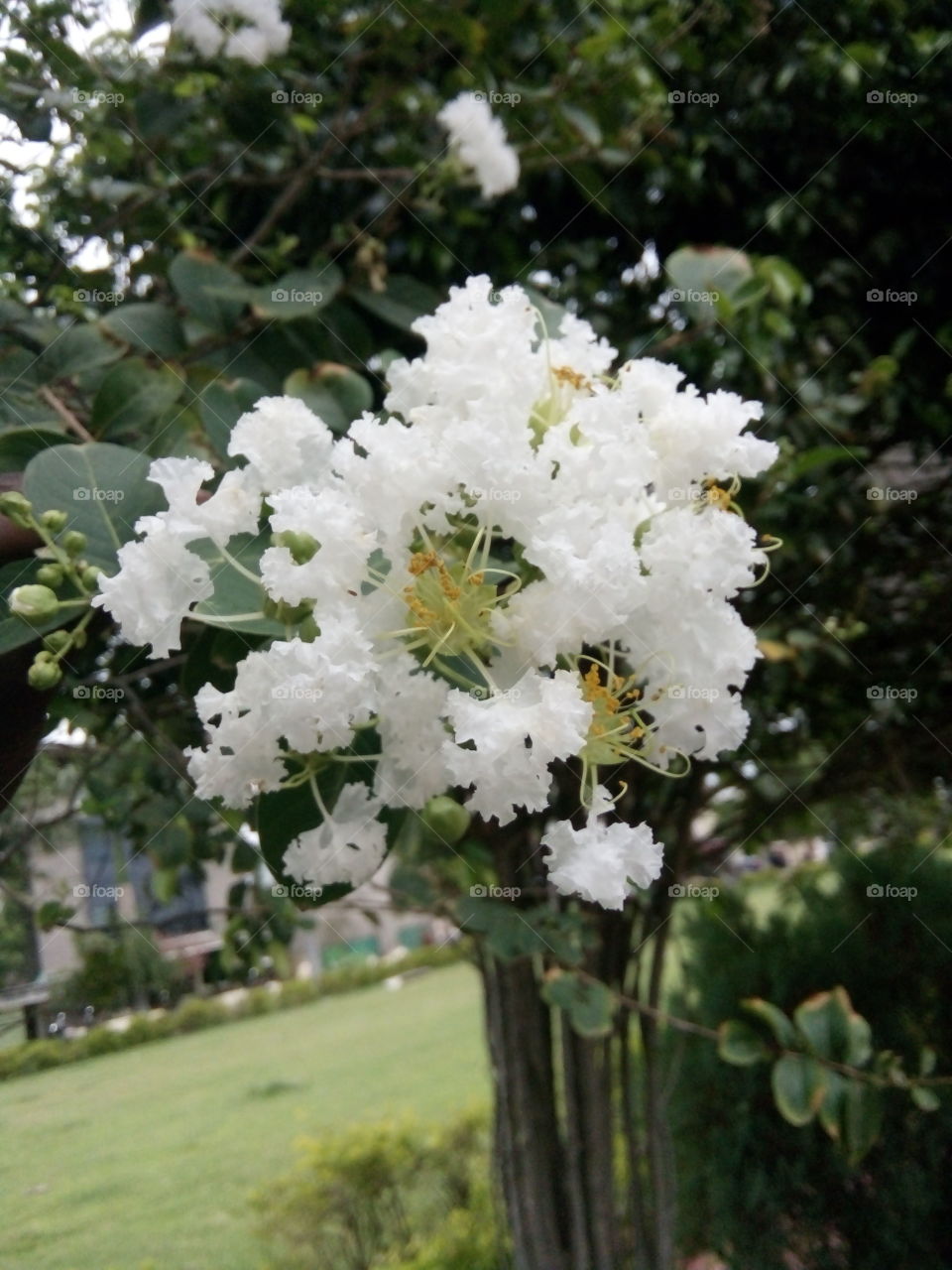 flower,white flower photo,lovely white flower,A great photo,a photo for everyone,a memorable photo,a no.  photo,a cherished photo,a beautiful photo,a great photo for the best people,a sample of beautiful photography
