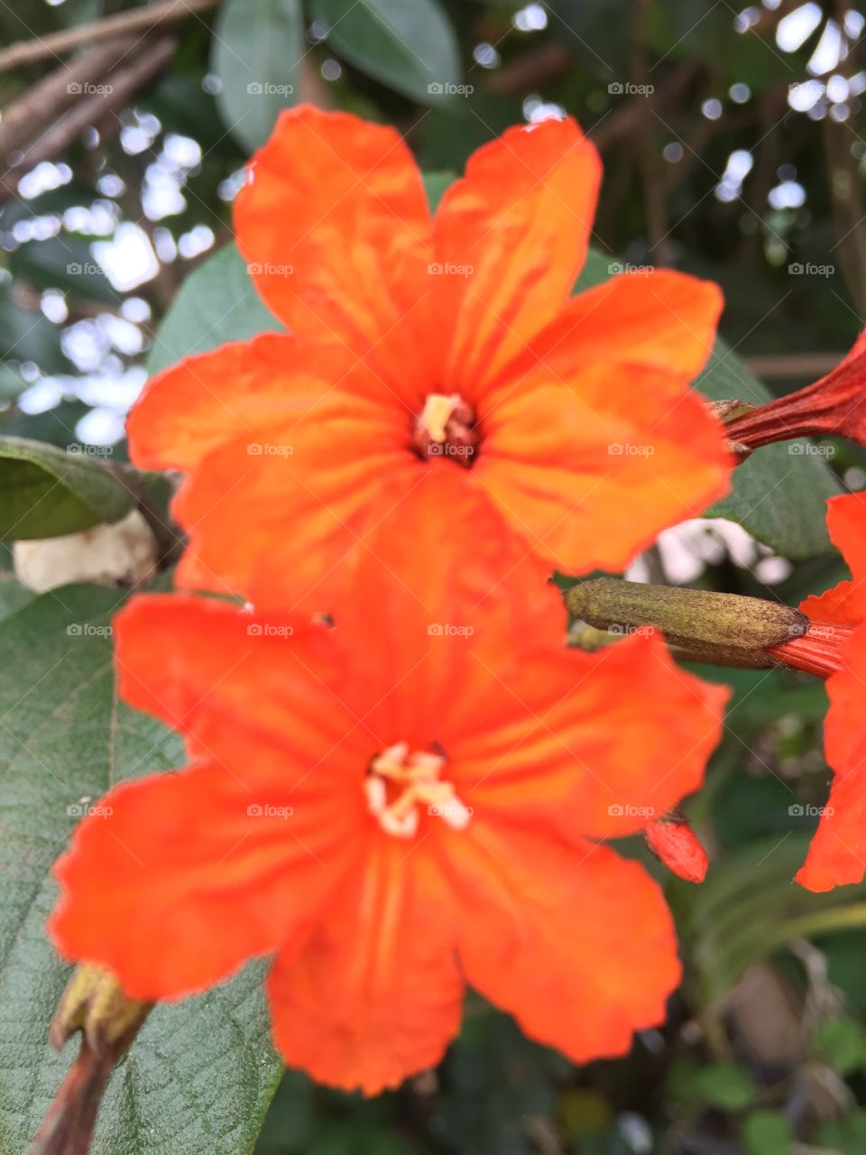 Orange flower..