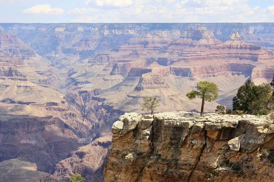 Lone tree in Grand Canyon 