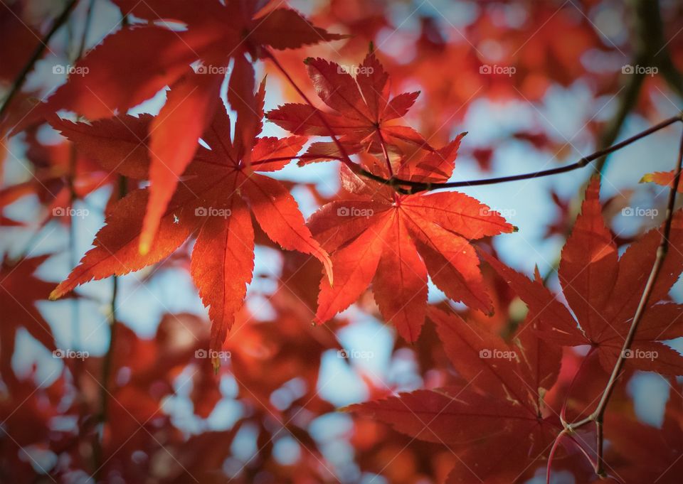 Japanese maple Leaves