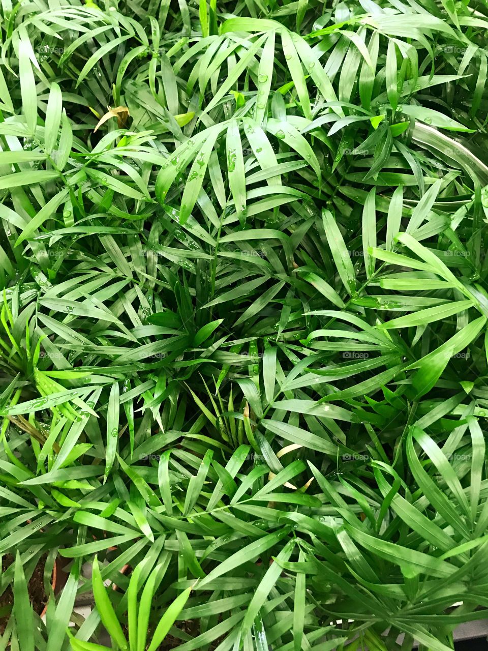 Plants around you. Green background