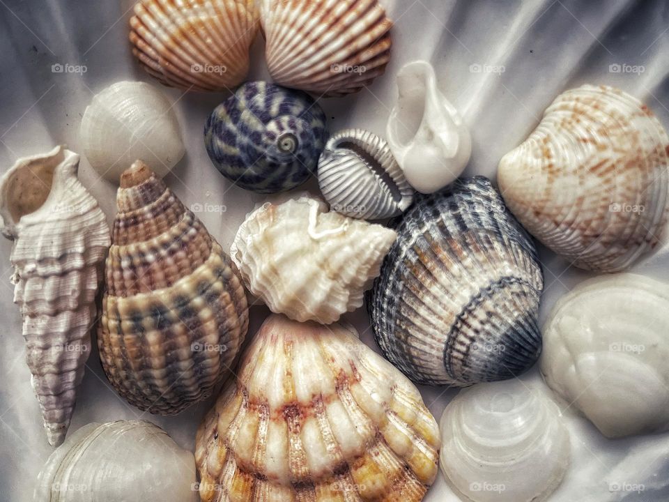 A collection of seashells from various beaches across Europe. Vintage feel to image