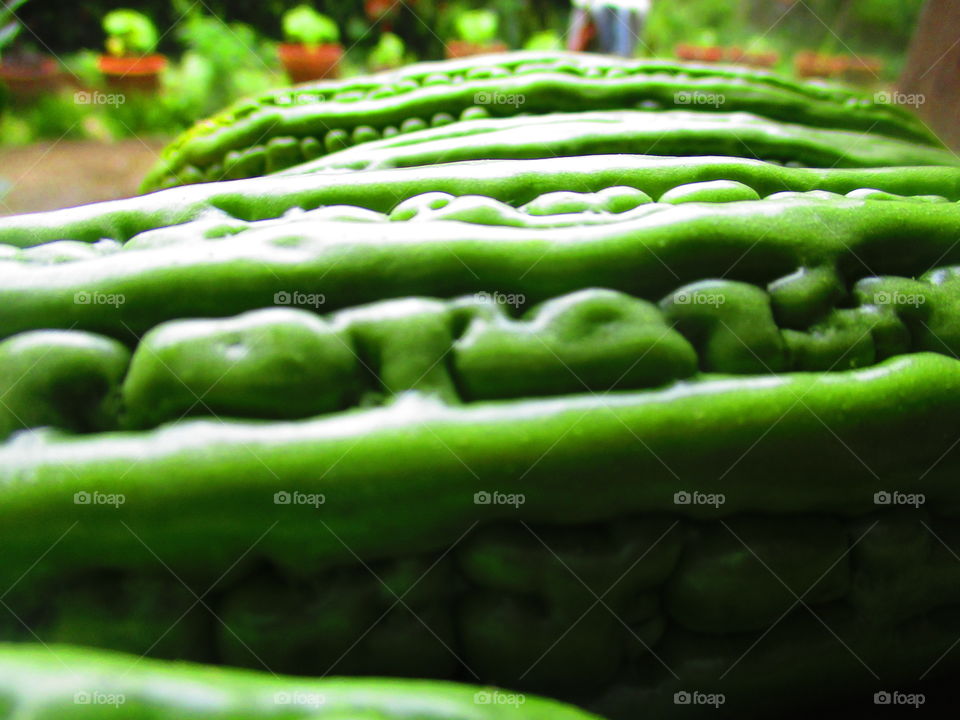bitter gourd