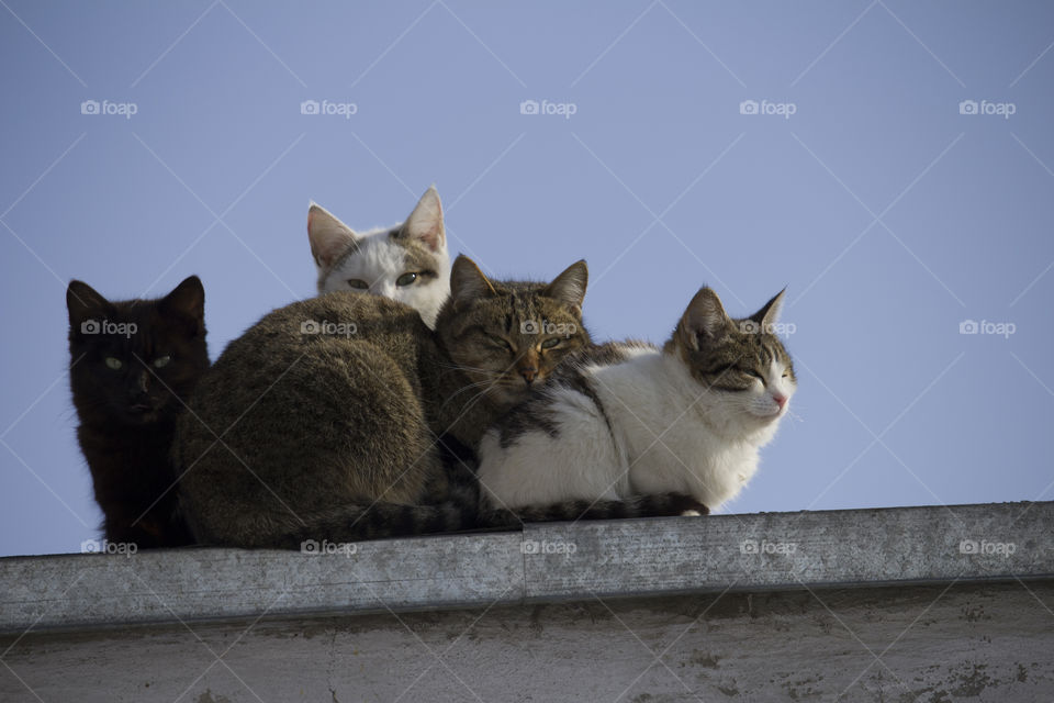 group of homeless cats dreams of home ...