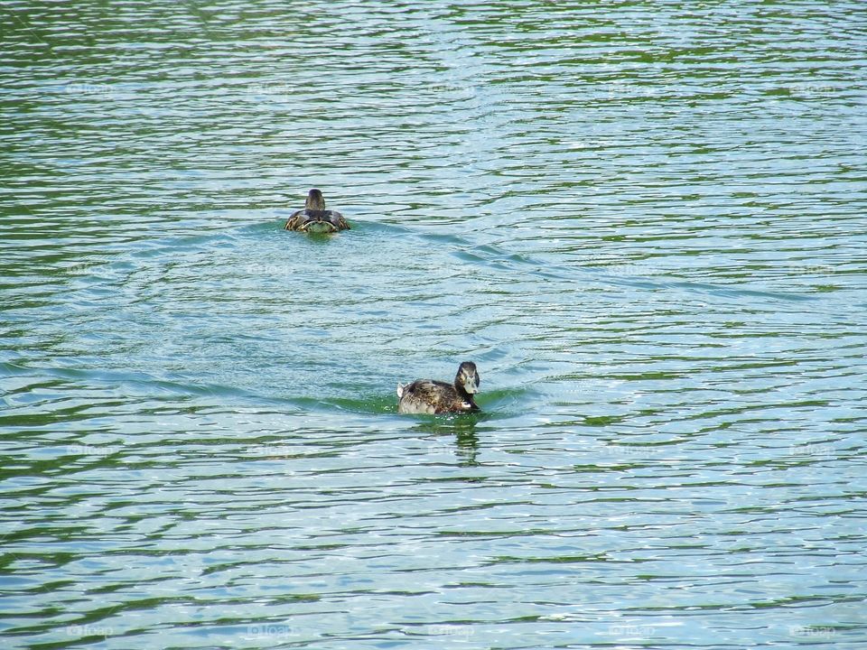 Two ducks swimming away from each other.