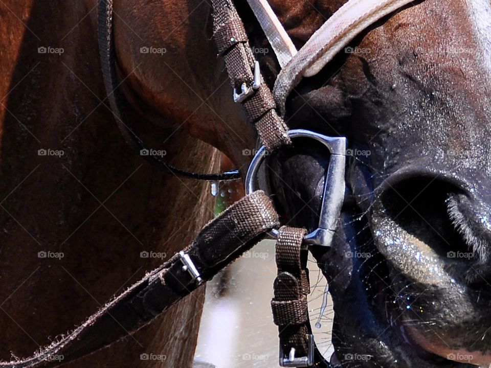 Bit Me. Closeup of a racehorse's bit and bridle after a cool hosing down during the Summer at Saratoga. 