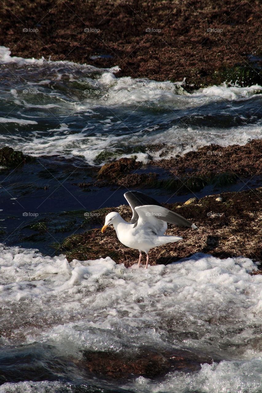 Seagull
