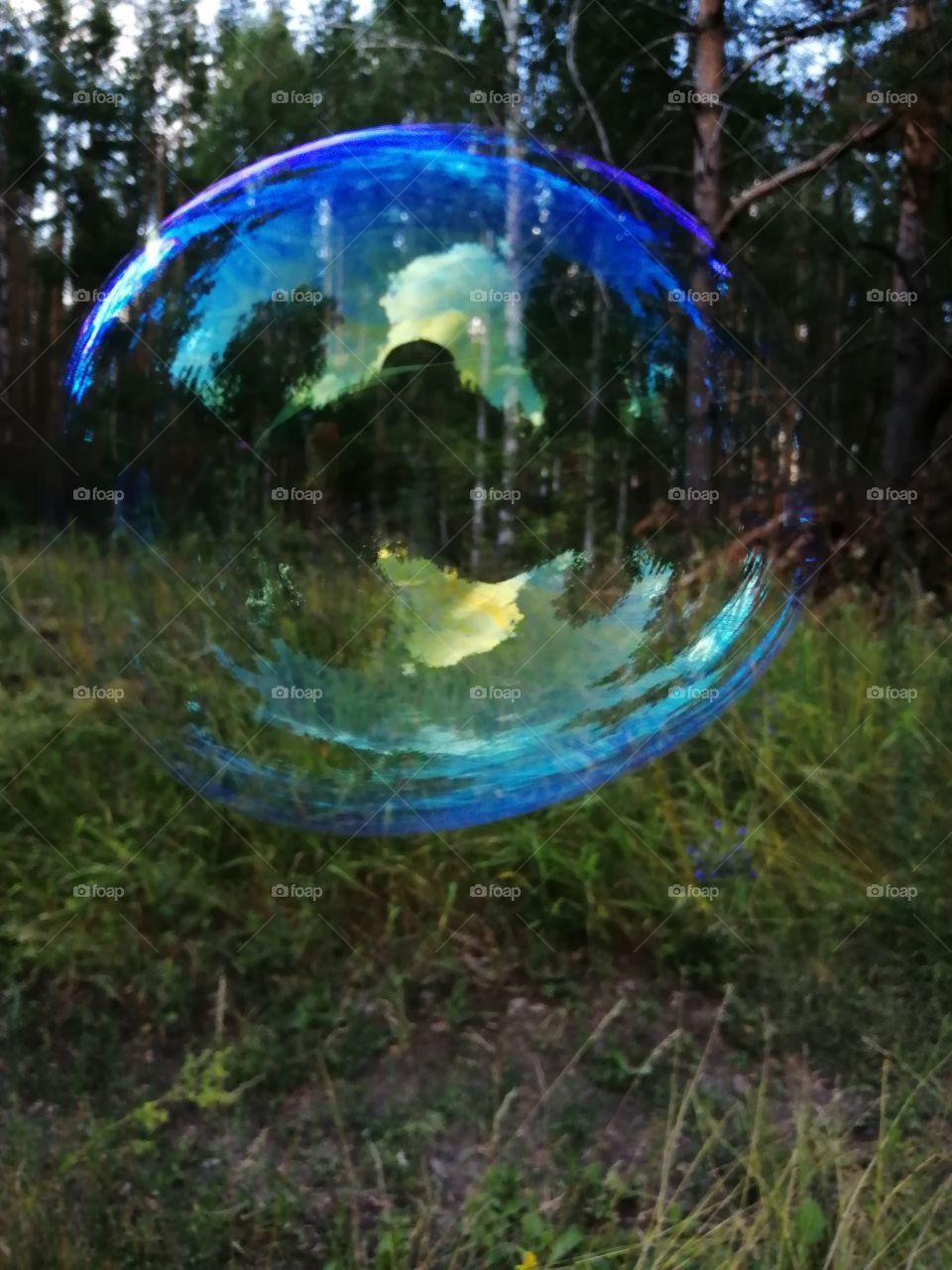 Soap bubble in the forest in nature
