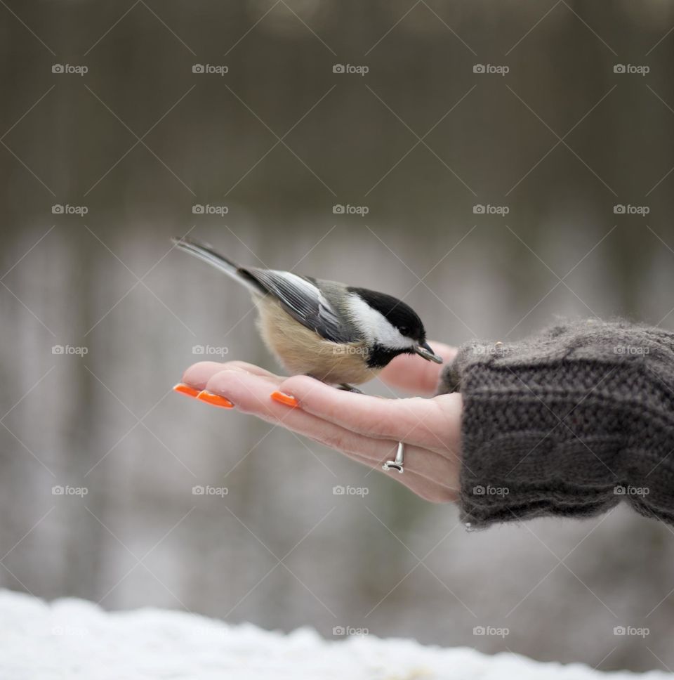A gentle hand makes friends from all around