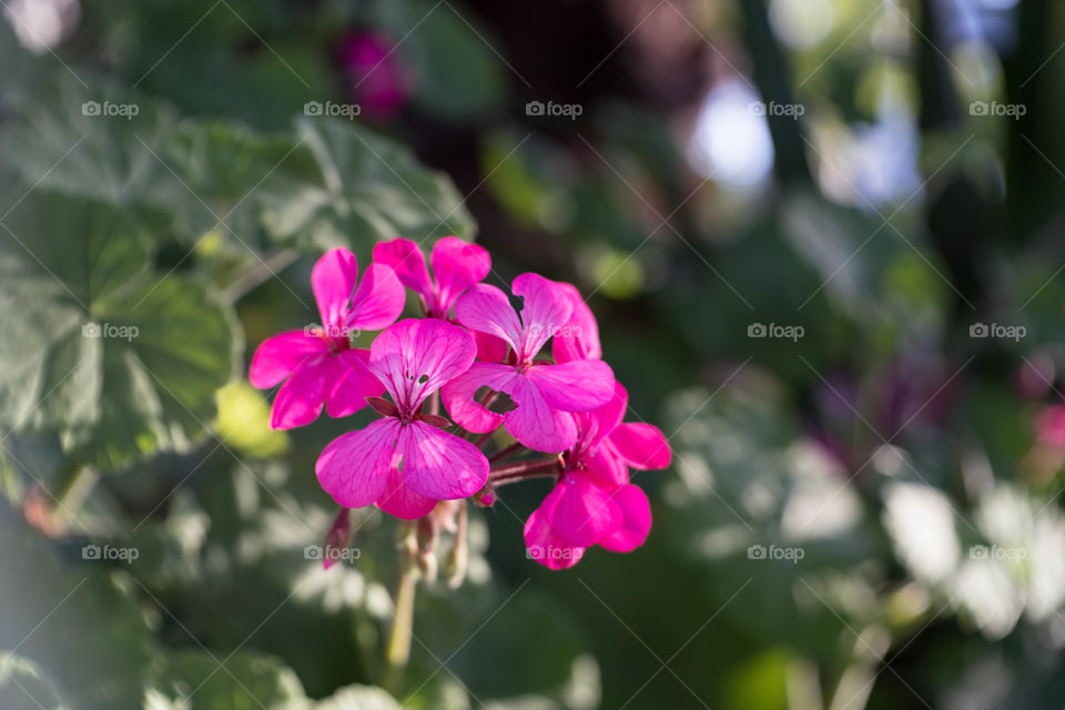 Pink Flowers