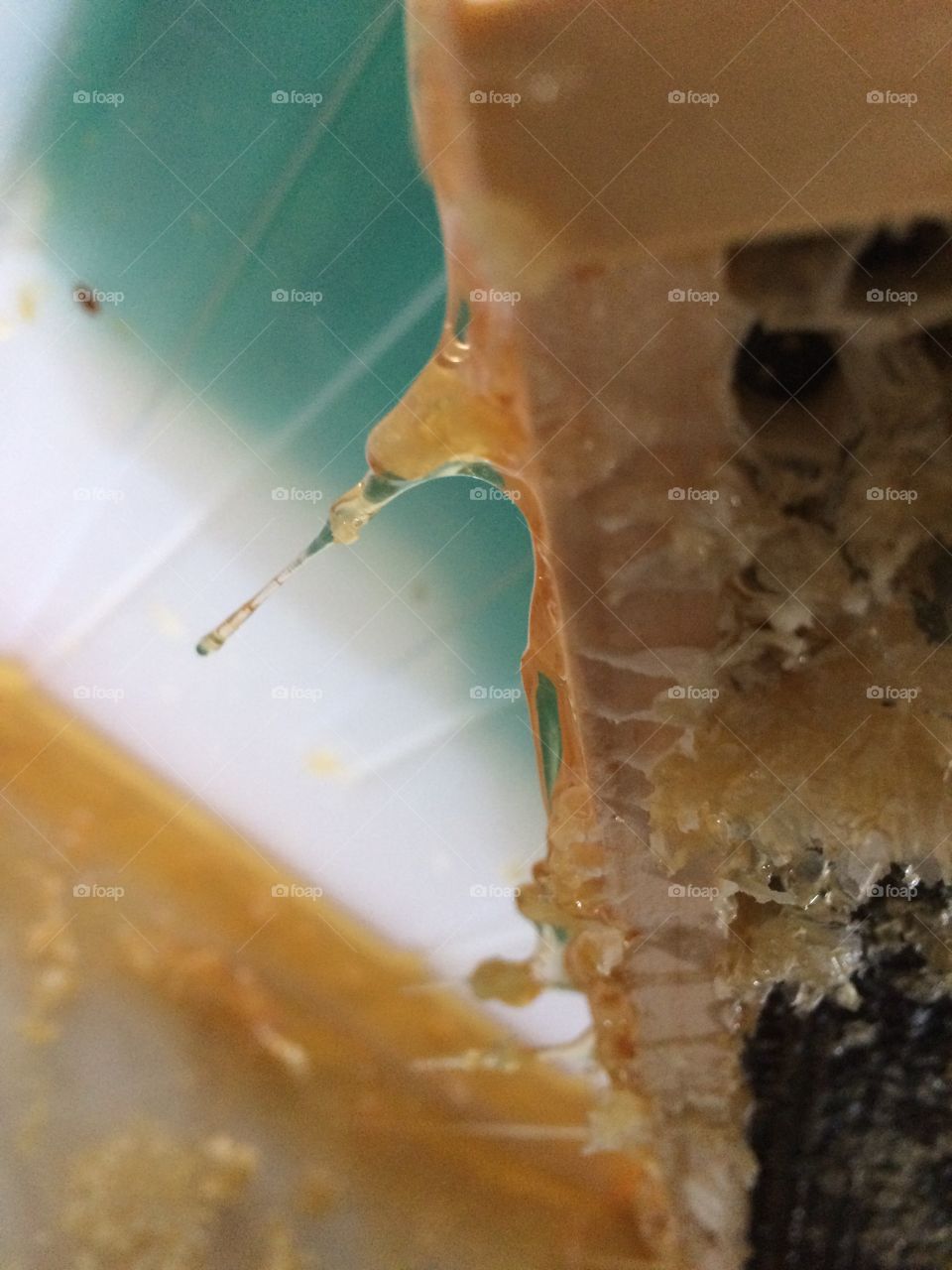 Honey starting to drip from a honeycomb during honey harvest