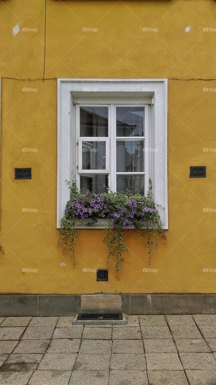 Window with violet florwers
