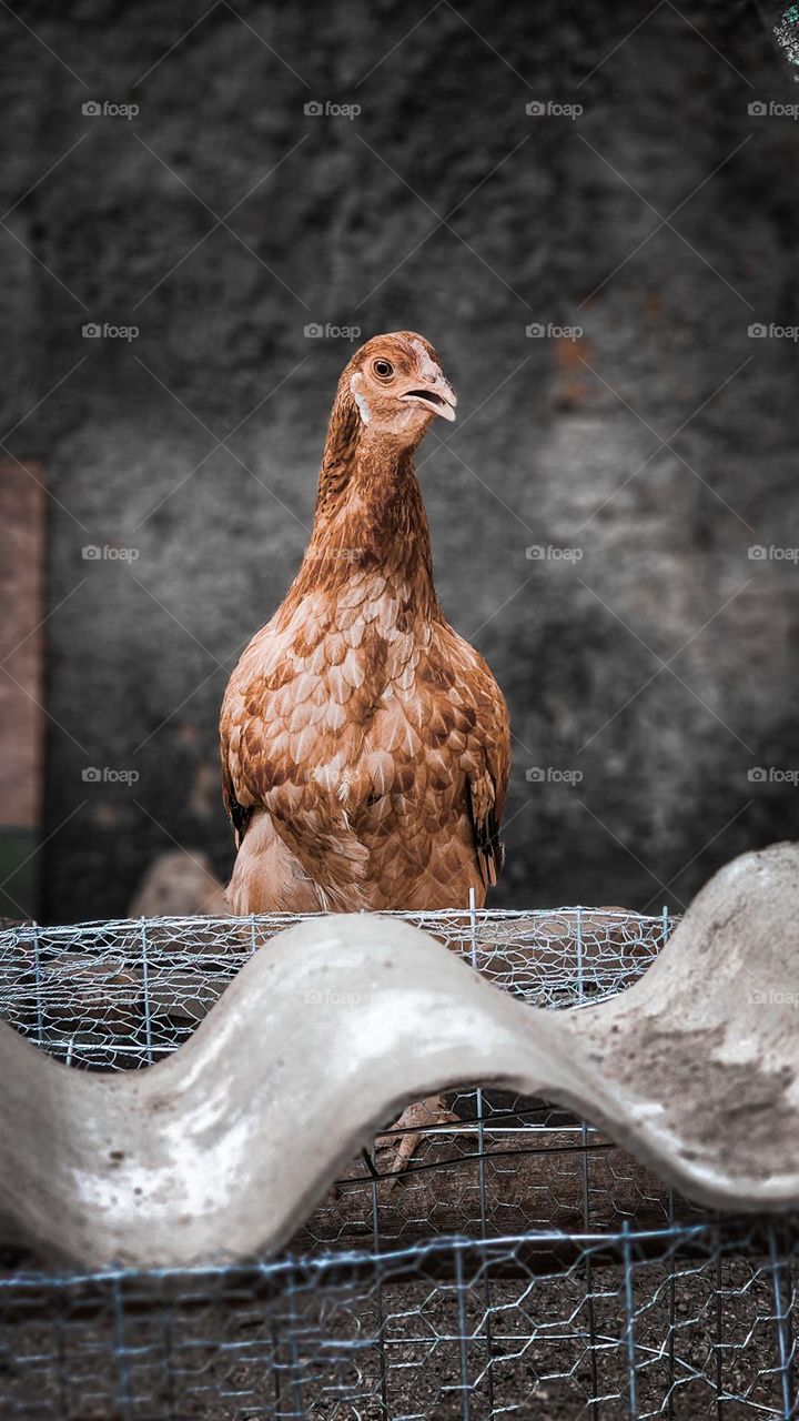 Hello! I am the manager of this chicken coop
