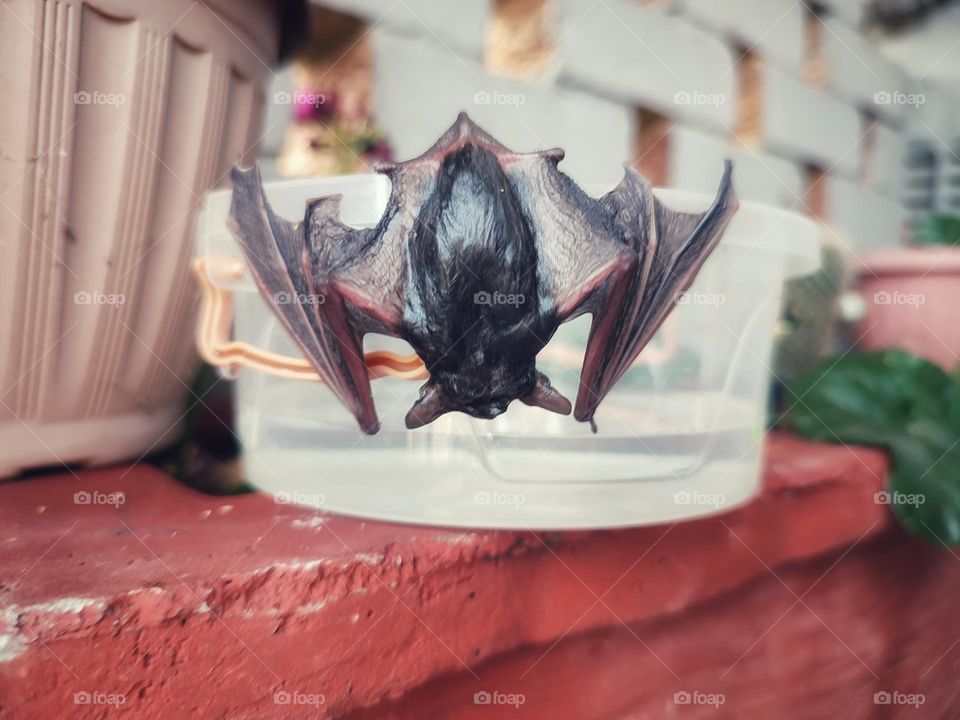 A wet bat, hanging