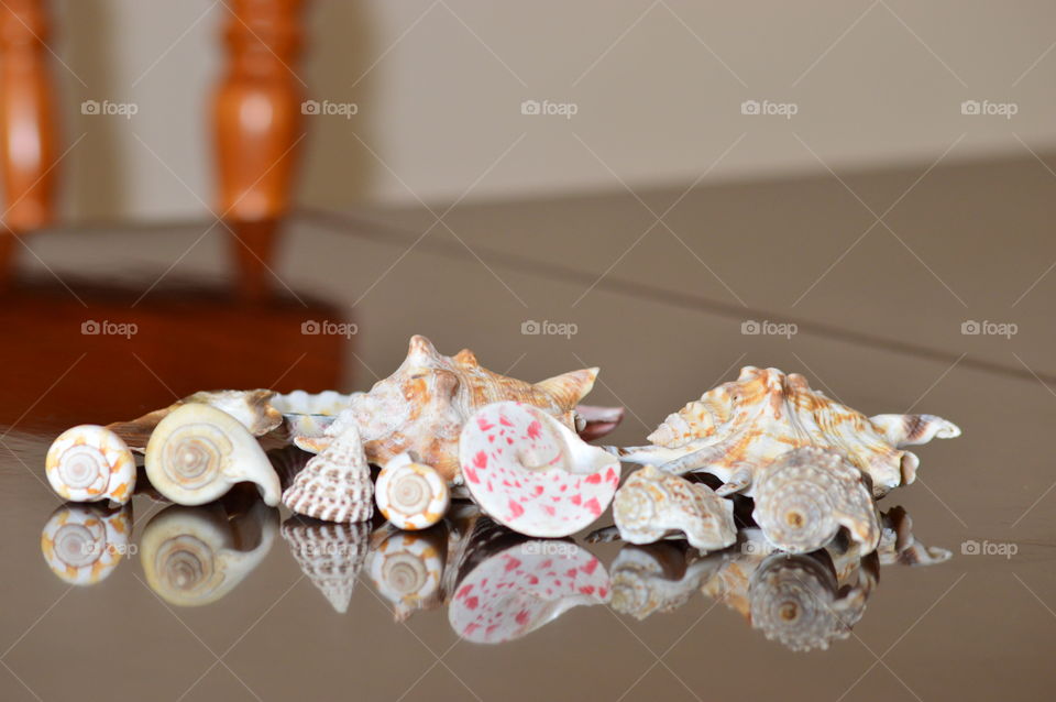 Sea Shells