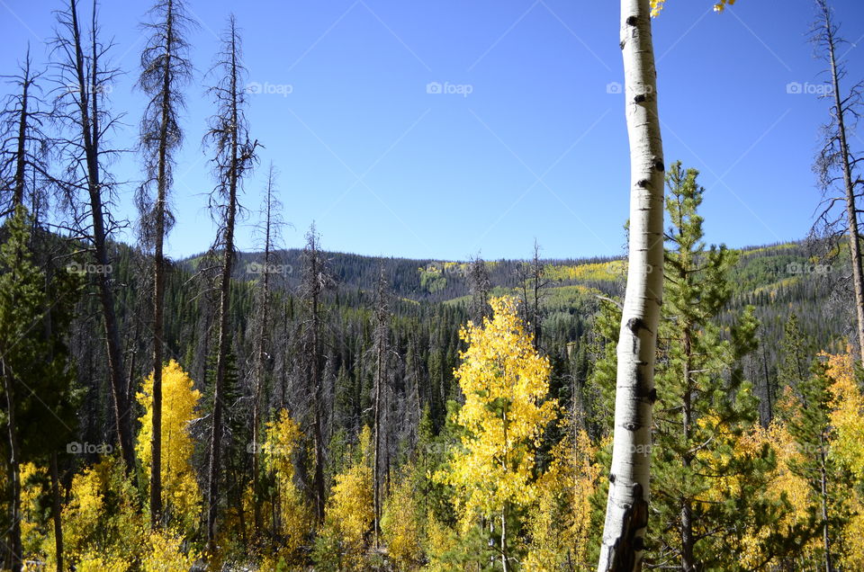 Autumn in Colorado