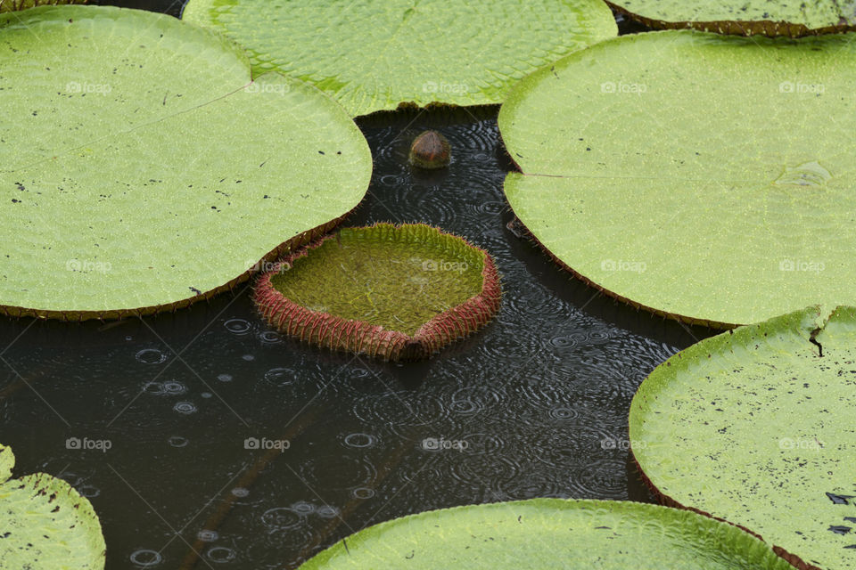 Vitoria Regia in Manaus Brazil.