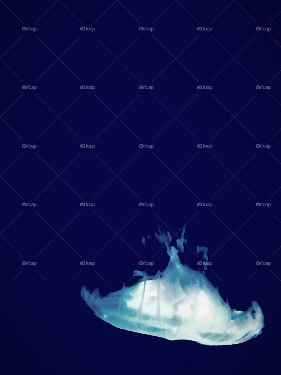 Jellyfish under ocean 