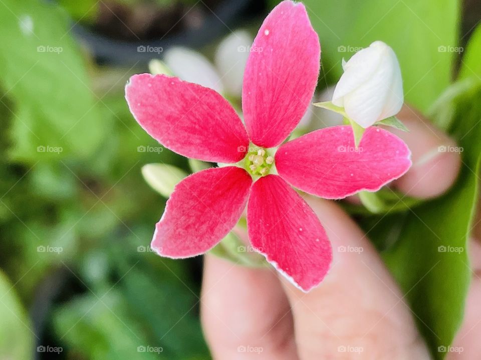 Red flower in my hand